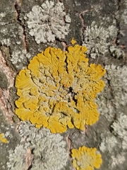 Xanthoria parietina