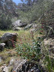 Penstemon stephensii