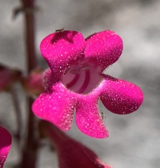 Penstemon stephensii