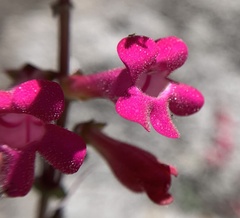 Penstemon stephensii