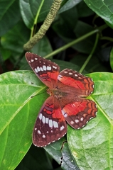 Anartia amathea