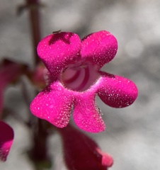 Penstemon stephensii