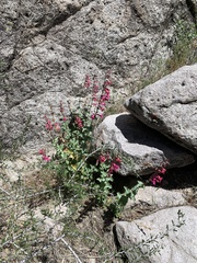 Penstemon stephensii