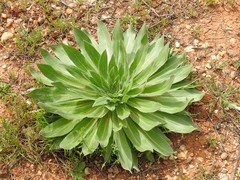 Echium boissieri