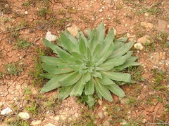 Echium boissieri