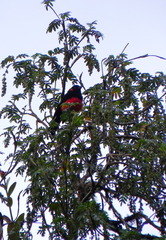 Anisognathus igniventris