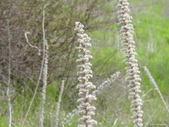 Echium boissieri