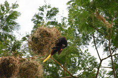 Psarocolius montezuma