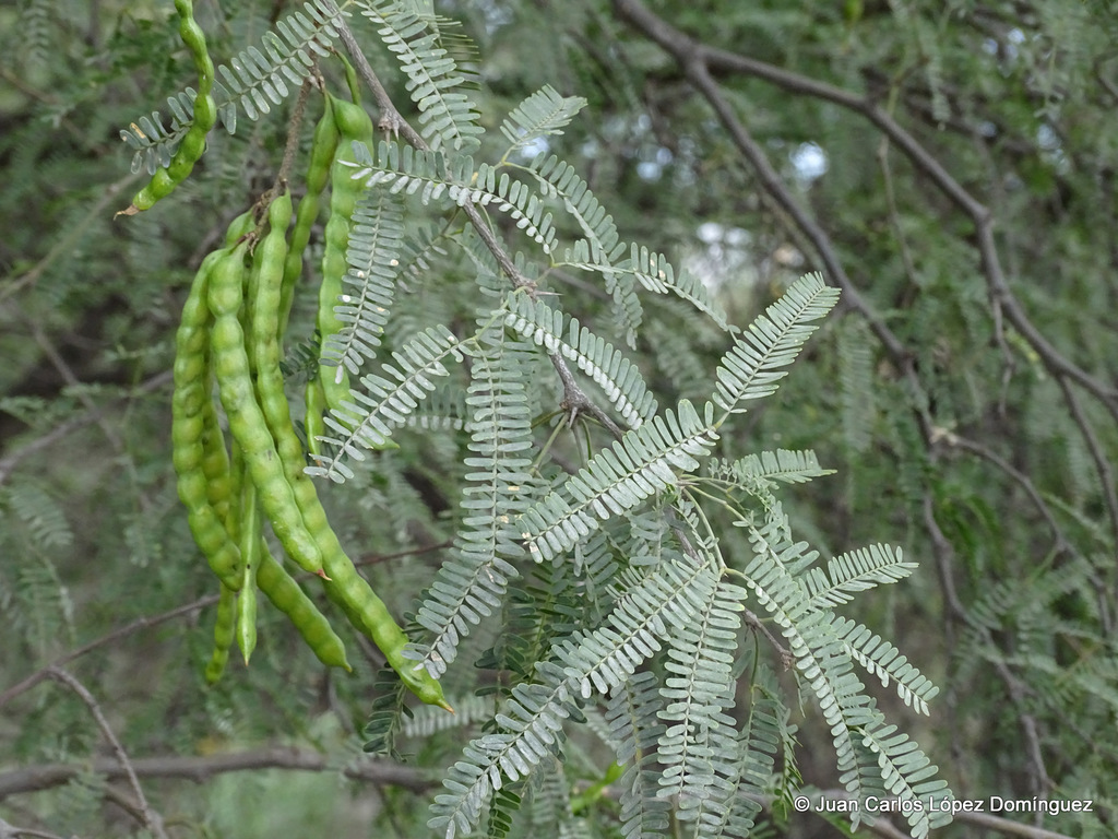 Prosopis juliflora (Sw.) DC.