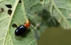 Podagrica fuscicornis