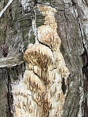 Subantrodia juniperina