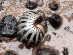 Arthrosphaera