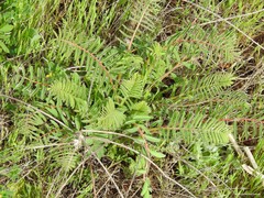Astragalus alopecuroides