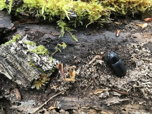 Dorcus parallelipipedus