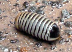 Arthrosphaera