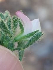 Ononis reclinata