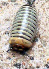 Arthrosphaera