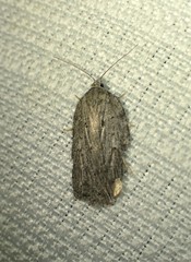 Acleris maximana