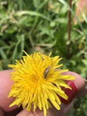 Caenohalictus rostraticeps