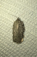 Acleris maximana