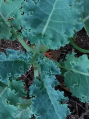 Brassica oleracea acephala