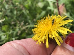 Caenohalictus rostraticeps