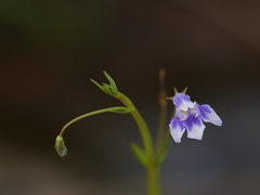 Lindernia hyssopioides