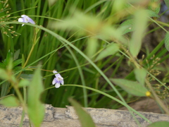 Lindernia hyssopioides