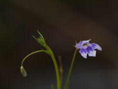 Lindernia hyssopioides