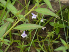 Lindernia hyssopioides