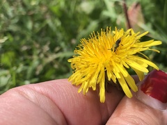 Caenohalictus rostraticeps