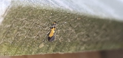 Schiffermuelleria schaefferella