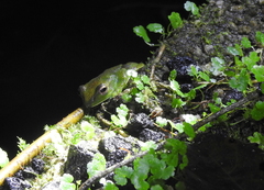 Zhangixalus prominanus