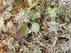 Leuzea conifera