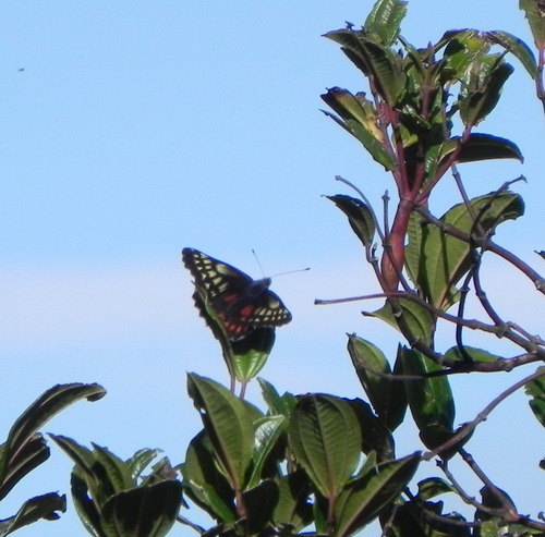 Catasticta tricolor