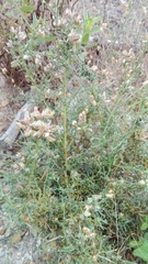 Genista tridentata