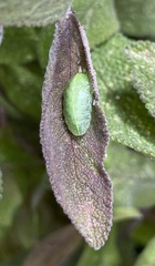 Apoda limacodes