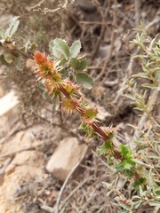 Berberis actinacantha