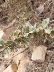 Berberis actinacantha