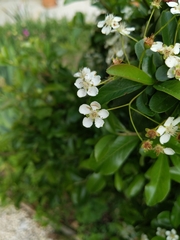 Pyracantha coccinea
