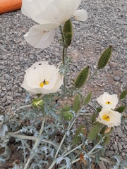 Argemone hunnemannii