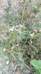 Genista tridentata