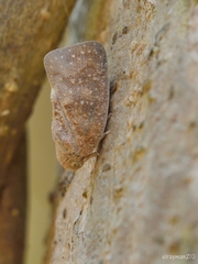 Metcalfa