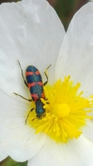 Trichodes leucopsideus