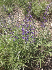 Lupinus meionanthus