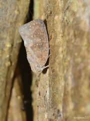 Metcalfa