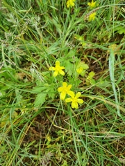 Ranunculus oxyspermus