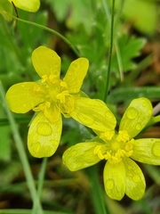 Ranunculus oxyspermus