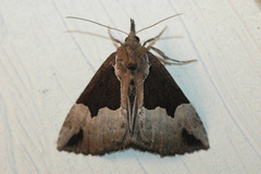 Hypena bijugalis