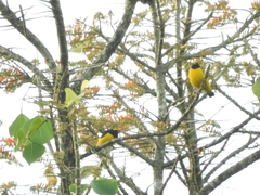 Euphonia trinitatis